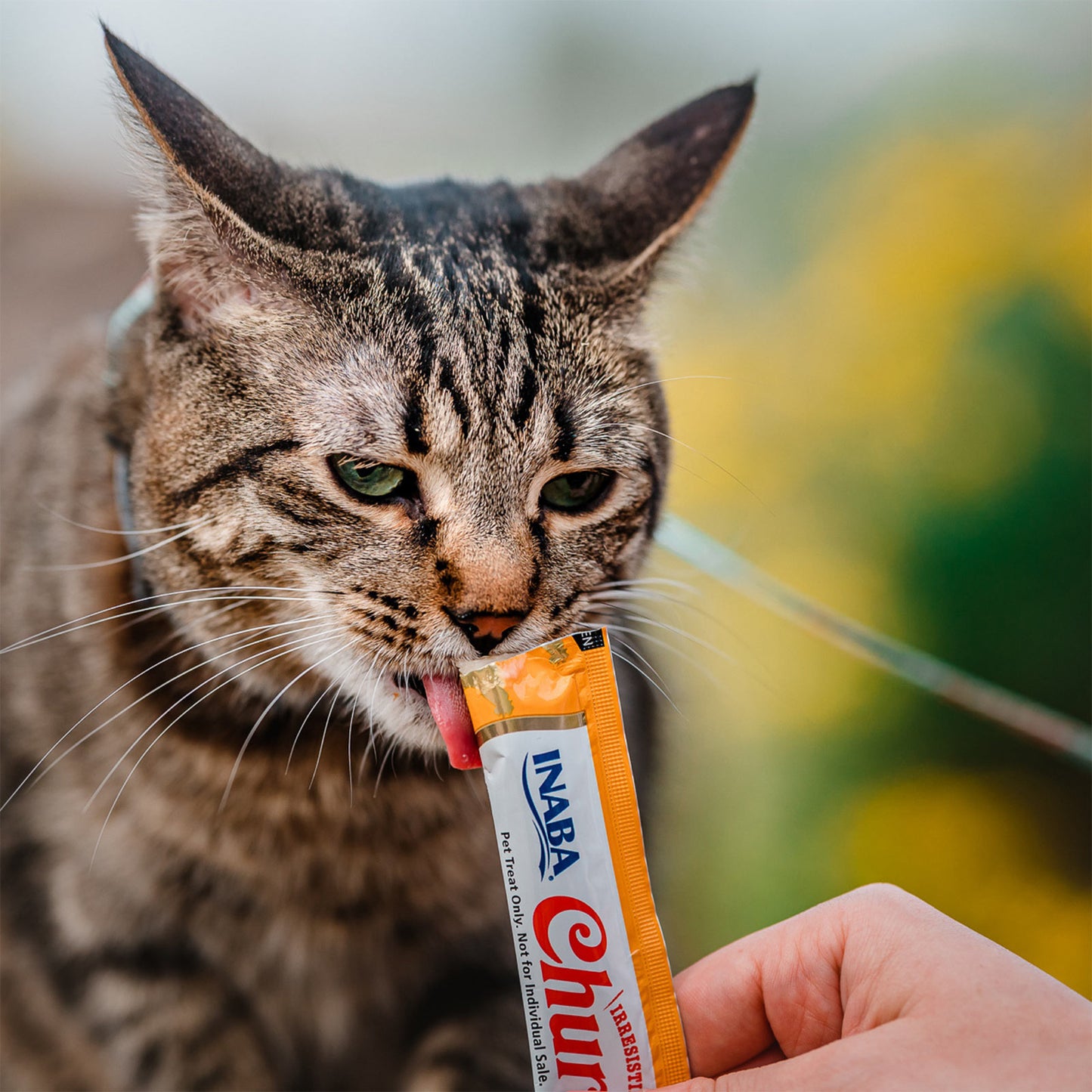 Cat licking a treat labeled 'INABA Churu' held by a person with a blurred natural background