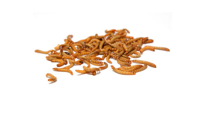 Dried Mealworms 80g