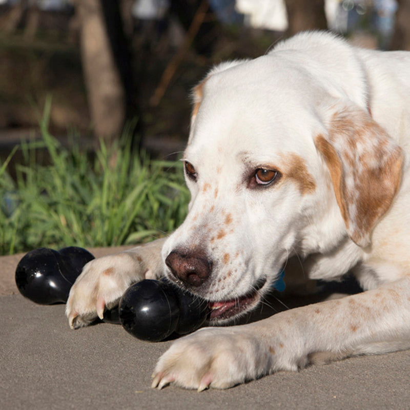 Dog playing with a black rubber kong toy outdoors