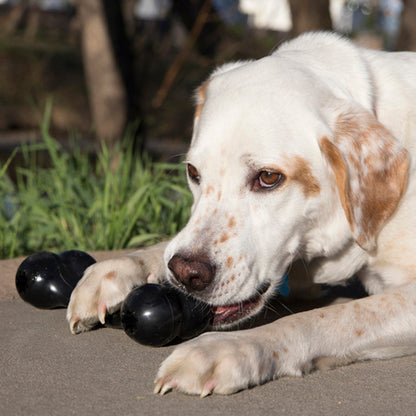 Dog playing with a black rubber kong toy outdoors