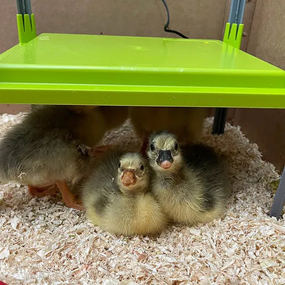 Bainbridge Chick Heating Plate – Adjustable Brooder Heater