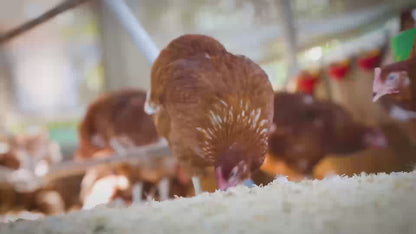 Bainbridge Chook House Chicken Coop – Flat Roof