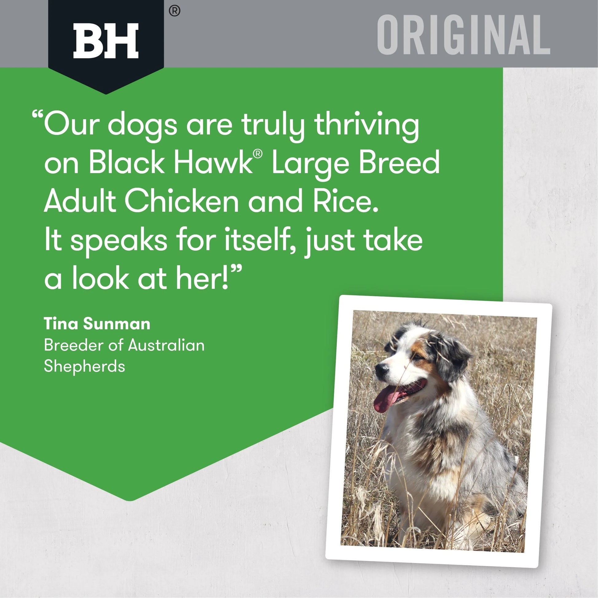 review BLACKHAWK Large Breed Chicken And Rice Adult Dog Food